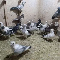 تعدادی پلاکی هوایی همه خوب