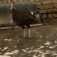 بوقلمون اصل برنز انگلیس