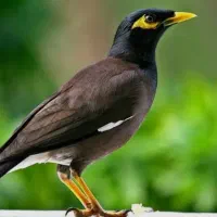 تعدادی مینا کام سیاه قیمت توافقی و قابل معاوضه