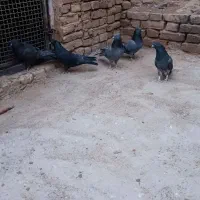 کبوتر پر|پرنده|فرخشهر, |دیوار