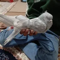 سلام یک صابونی بشرط بلنگرد