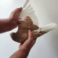 کبوتر چپ زرد خال مشکی نر|پرنده|مبارکه, |دیوار