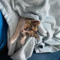 بچه گربه برای واگذاری