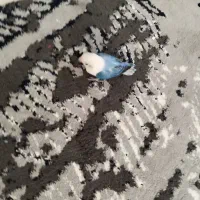 کوتوله بریزیلی|پرنده|مشهد, امیریه|دیوار