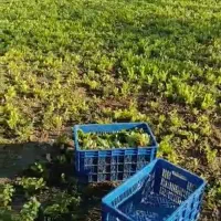 نهال کاهو پیچ روغنی نوکنده|گل و گیاه طبیعی|نوکنده, |دیوار