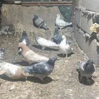 کبوتر|پرنده|بهاباد, |دیوار