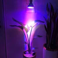 لامپ رشد گیاه