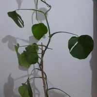 گل های آپارتمانی و خانگی