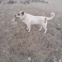 فروش سگ گله|سگ|هادی شهر, |دیوار