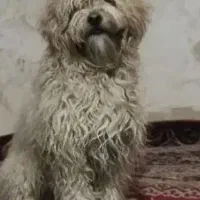 شیتزو|سگ|سمنان, |دیوار