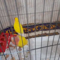 یک جفت طوطی برزیلی|پرنده|هشتگرد, هشتگرد قدیم|دیوار