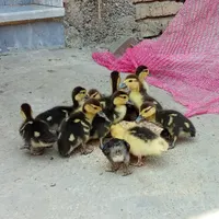 جوجه اردک اسرائیلی
