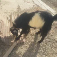 نری چاق|حیوانات مزرعه|بندرعباس, |دیوار