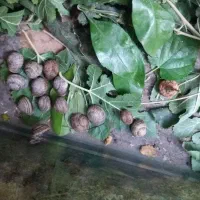 حلزون|خزنده|نجفآباد, شریعتی|دیوار