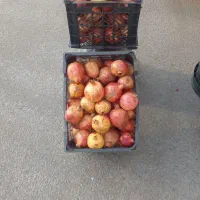 انار گوداسیا