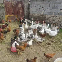 غاز و مرغ و خروس محلی