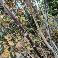 نهال گردو و انگور و بید مجنون