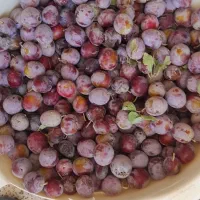 آلو حاج حسنی