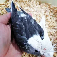 عروس هلندی سرلاکی نرم خور وغیره|پرنده|ارومیه, |دیوار