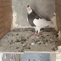 کبوتر طوقی|پرنده|رباطکریم, شترخوار|دیوار