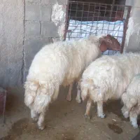 یه عدد شک ورن ۳شیره ویکعدد شک|حیوانات مزرعه|آبدانان, |دیوار