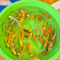 ماهی کوی در سایزهای مختلف|ماهی|شیراز, شهرک بهار|دیوار