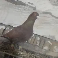 کفتر پرشی|پرنده|شیروان (خراسان), |دیوار