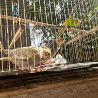 عروس هلندی و مرغ عشق