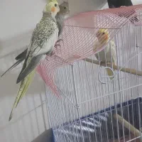 عروس هلندی و برزیلی