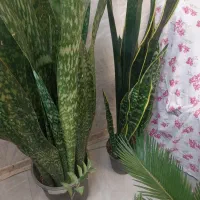 حراج گل وگیاه طبیعی