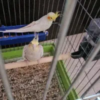 جفت عروس هلندی آماده تخم