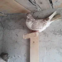 کبوتر پرشی|پرنده|صومعهسرا, |دیوار