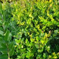 گلهایی زیبا برای فضا سازی حیاط|گل و گیاه طبیعی|چابکسر, |دیوار