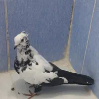 دم سیاه|پرنده|اسلام‌شهر, شهرک سعیدیه|دیوار