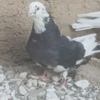 کبوترهای خالقدیم اکثرا گرگی پرش بالا|پرنده|تسوج, |دیوار