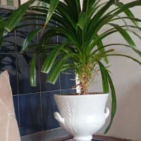 گل کارلیما|گل و گیاه طبیعی|محمدبار, |دیوار