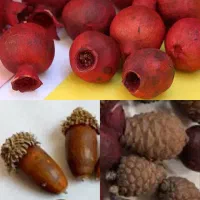 بلوط.کاج.انار زینتی. مینیاتوری|گل و گیاه طبیعی|ری, بازار گل خاوران|دیوار