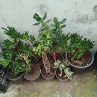 حراج درختچه ها
