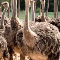 پروار شتر مرغ