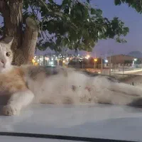 گربه مادر گمشده