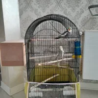 جفت عروس هلندی به شرط