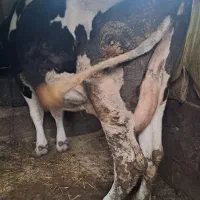 گاو گاوشیری|حیوانات مزرعه|کتالم و سادات شهر, |دیوار