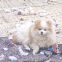 واگذاری توله پامر