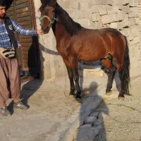 اسب نر|اسب و تجهیزات اسب‌سواری|ارومیه, |دیوار