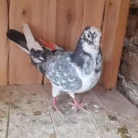 کفتر کبوتر پرشی|پرنده|قم, شهرک طالقانی|دیوار