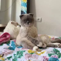 گربه (نر) مولد به منظور جفتگیری (اسکاتیش و بریتیش)