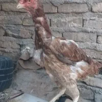 مرغ خروس لاری