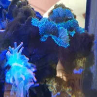 اکواریوم ابشور|ماهی|سهند, |دیوار