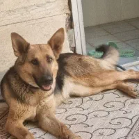 گمشده