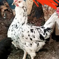 مرغ گلین